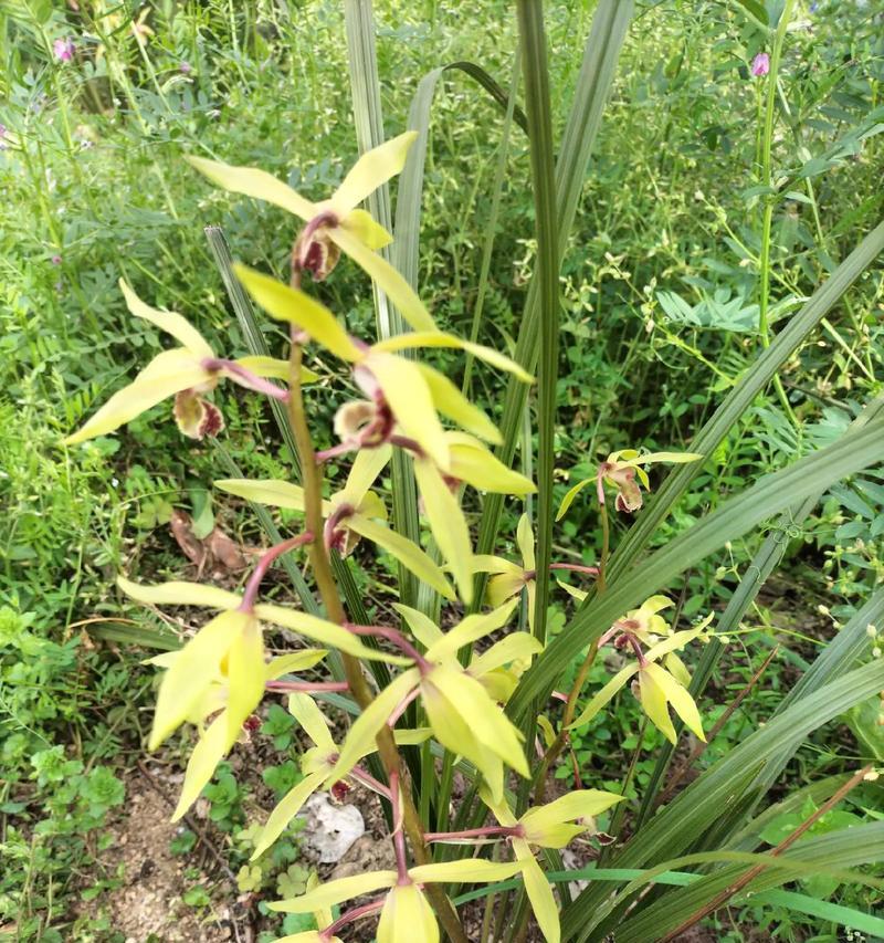 兰花草是什么植物？（探秘兰花草的特点和种类）