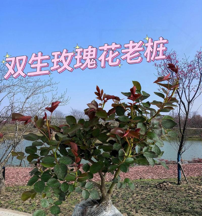 如何成功种植红玫瑰（从种子到花园，打造迷人的红玫瑰）
