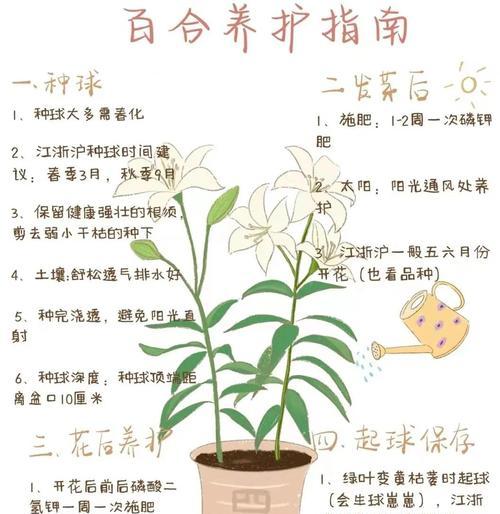 四季百合的开花频率与管理技巧（了解四季百合的生长特点，掌握正确的管理技巧，打造美丽花园）