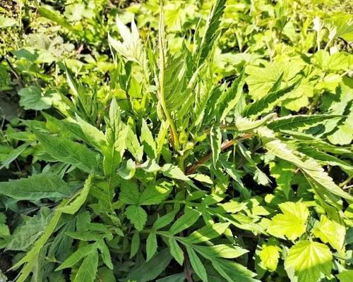 苦菜生长周期解析（探究苦菜的生长过程和发展趋势）
