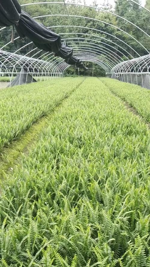 探秘肾蕨（了解肾蕨的生长环境、特点、药用价值与文化意义）