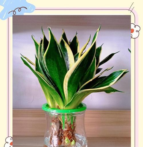 冬天虎皮兰卷起来了怎么办？（保护冬季虎皮兰的有效方法）