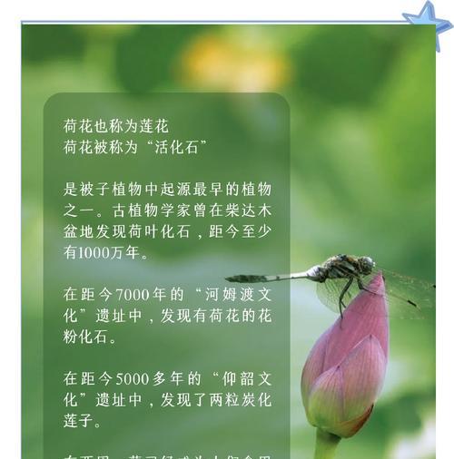荷花采摘后的养护技巧（细致照顾，延长荷花生命）