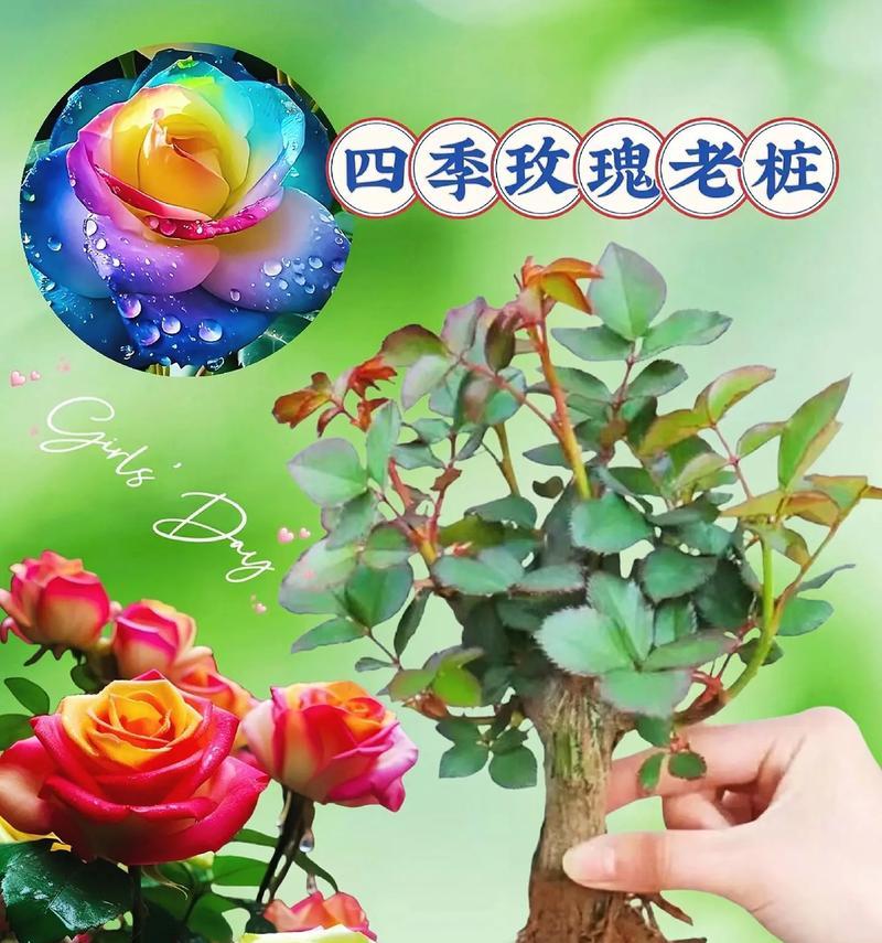玫瑰花的养护技巧（打造美丽的玫瑰花园，从养护开始）