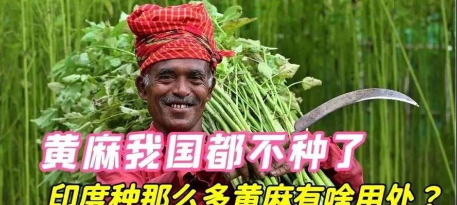 黄麻（从传统到现代，黄麻的经济价值不断提升）
