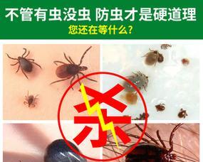 以鸡蛋壳施肥招虫子的解决方法（如何有效驱虫并提高土壤质量）