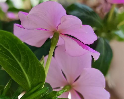 室内绿化从这里开始（15种适合室内的花卉推荐）