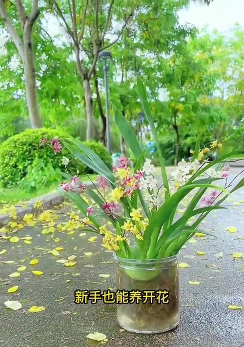 养护以文心兰的秘籍（打造您的专属园林天地）