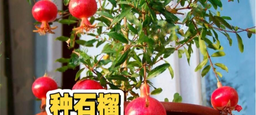花盆种石榴的养殖方法（如何在花盆中成功种植石榴树）