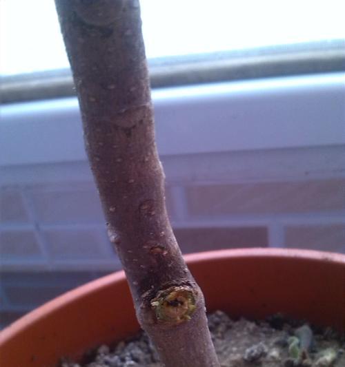 白兰花叶子掉光的原因及补救方法（了解白兰花叶子掉光的原因，掌握补救方法，保持健康生长）