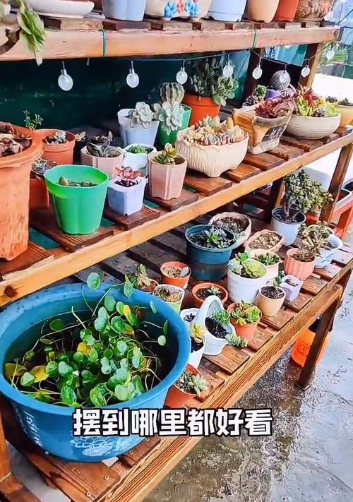铜钱草养护指南（打造美丽室内绿化，从铜钱草开始）