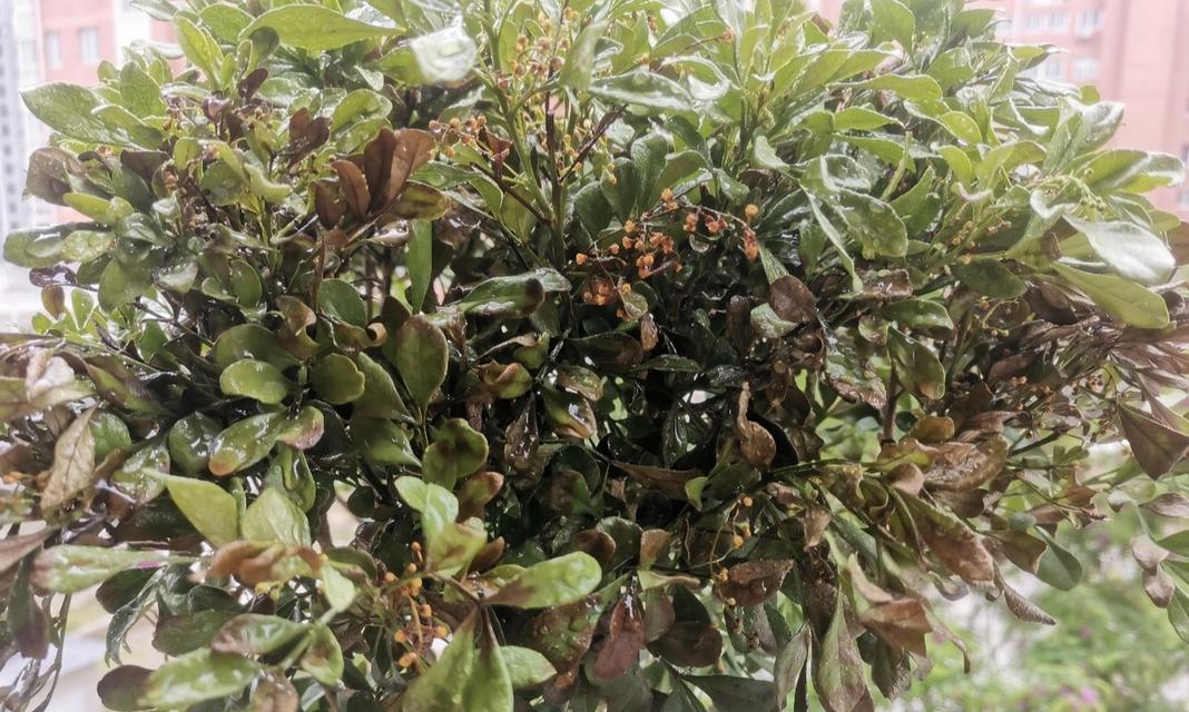 米兰开花之奇迹（探索米兰开花的原因及其对环境的影响）
