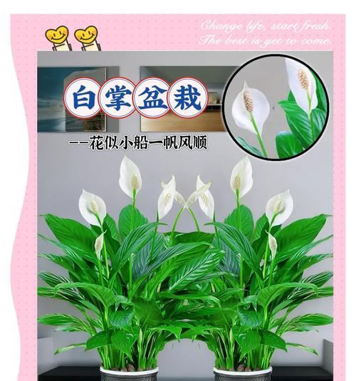 白掌绿巨人养殖方法详解（打造一片属于白掌绿巨人的绿色天地）