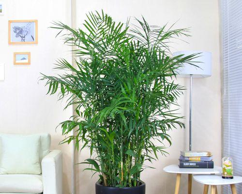 以袖珍椰子下面发黄的处理方法（解决袖珍椰子下部变黄的有效措施）