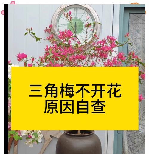 为什么我的三角梅不开花？（探究三角梅不开花的原因及解决办法）