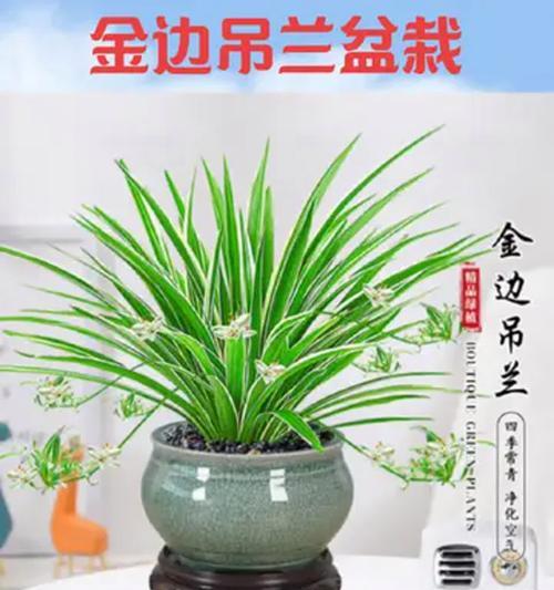 如何正确分盆金边吊兰（快速学会金边吊兰的分盆技巧）