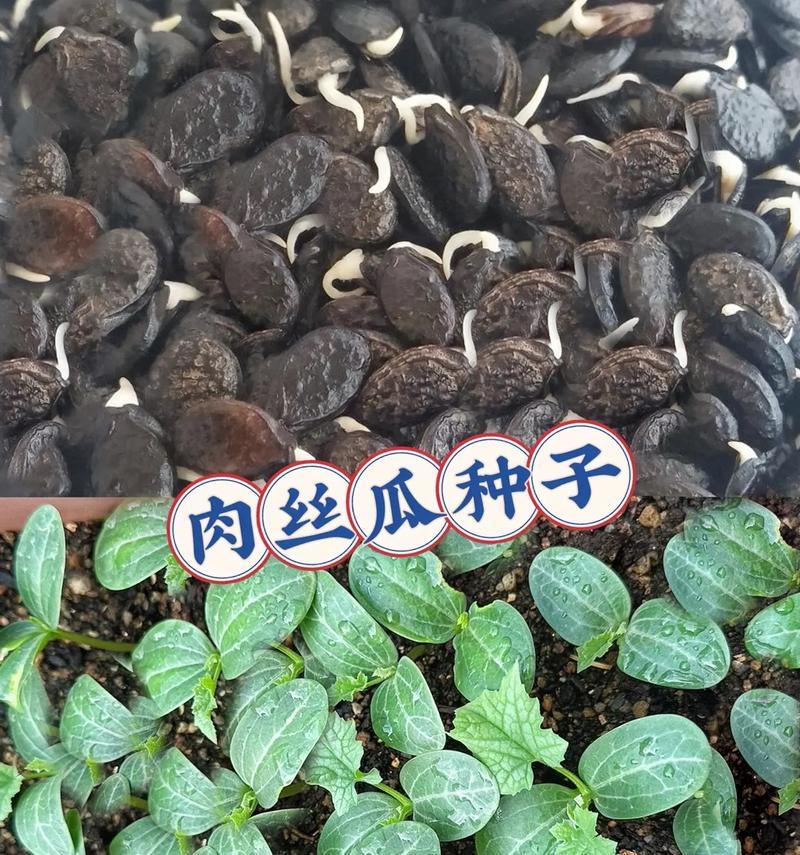 如何种植肉肉种子（肉肉种子种植技巧详解）
