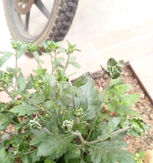 菊花叶子上的黑灰（了解黑灰病及其治疗方法，让你的菊花健康茁壮）