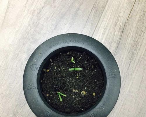 花种生根的技巧与方法（掌握这些关键诀窍，让你的花种顺利生根成长）