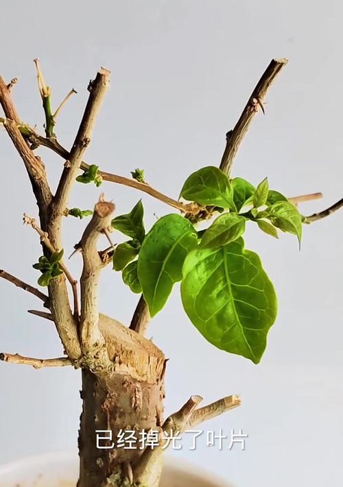 如何救治夏天发黄的三角梅花（三角梅花叶子发黄的原因及救治方法）