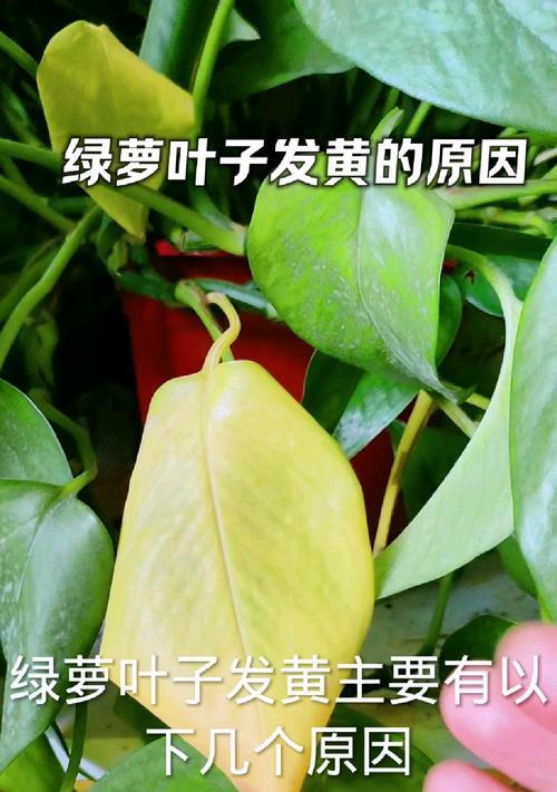 绿萝叶子发黄变小的原因与处理方法（探寻绿萝叶子发黄变小的根源，教你恢复绿萝的生机与健康）