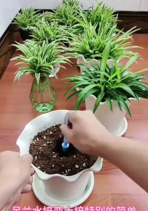 吊蓝水培VS土培（探讨植物生长环境及两种种植方式的优缺点）