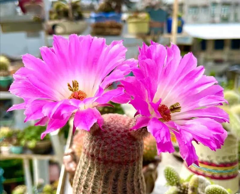以刺球花怎么种——解锁刺球花种植的秘密（从选种到养护，学会种植刺球花的技巧）