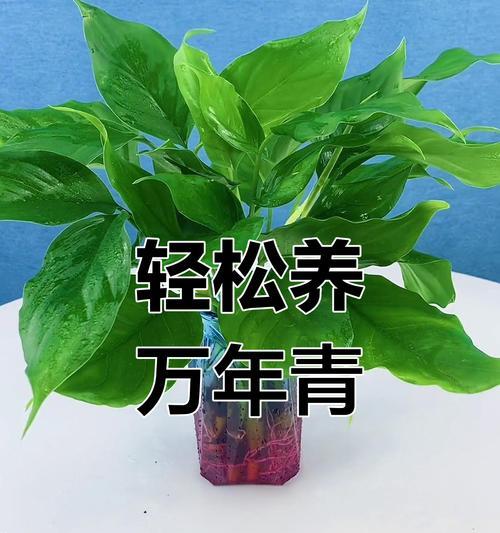 春季室内万年青养护指南（打造室内绿意，精心呵护万年青）