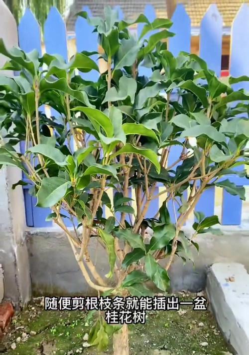 如何正确修剪桂花（时间、方法、图解详解，让你轻松打造漂亮的桂花）