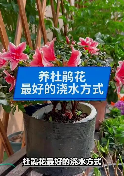 杜鹃修剪后的发芽奇迹（挑战杜鹃发芽极限，触动自然奇迹）