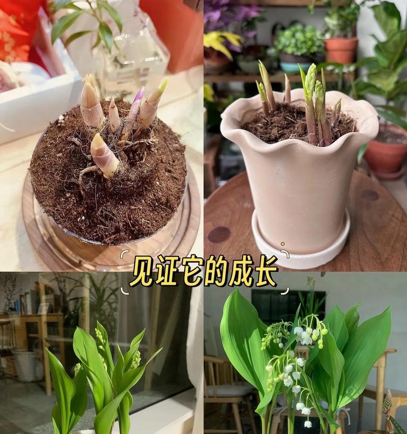 铃兰花养殖方法详解（轻松掌握铃兰花的养护技巧，让花朵盛开如铃音）