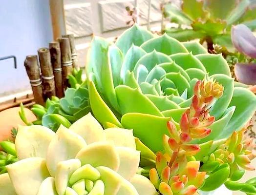 多肉植物休眠期的处理方法（了解多肉植物休眠期，轻松护理多肉）