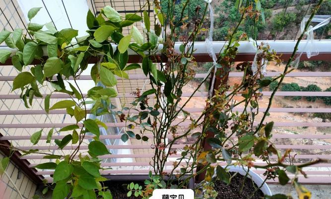凤凰种植指南（了解凤凰种植的关键要素，打造美丽花园）