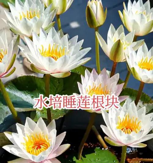 探秘迷你莲的养殖技巧（打造花坛小巧精致的迷你莲花）