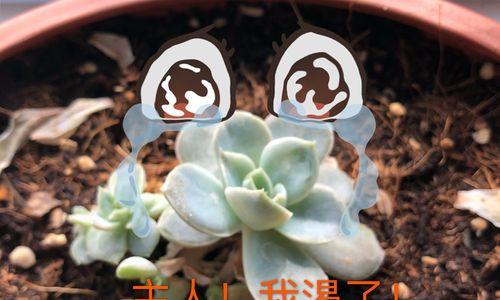 如何正确浇水兰屿肉桂？（浇水时间、浇水量和浇水方法的要点和技巧）
