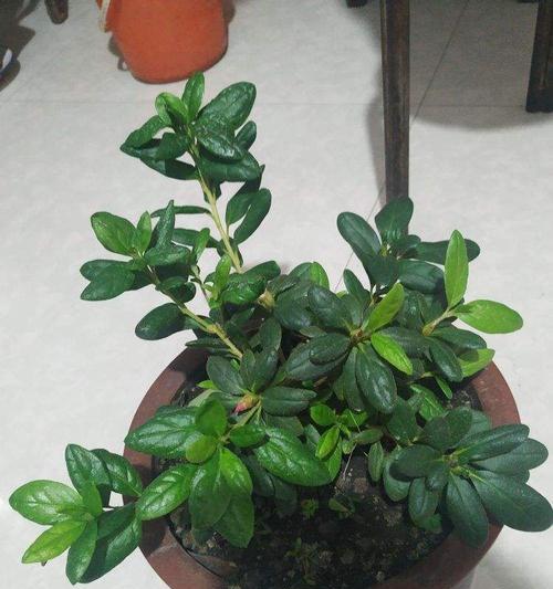 柠檬水是否适合给植物浇水？（柠檬水的营养成分、对植物的影响及使用注意事项）