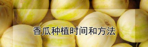 脚板苕种植的时间和方法（打造高产优质的脚板苕园）