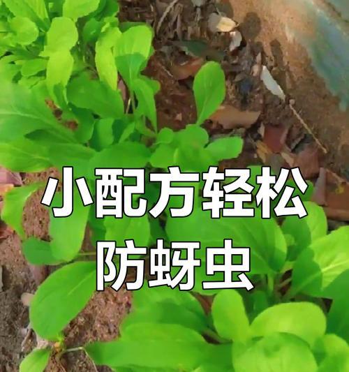 蚜虫之小，危害不小（微观世界中的巨大威胁）