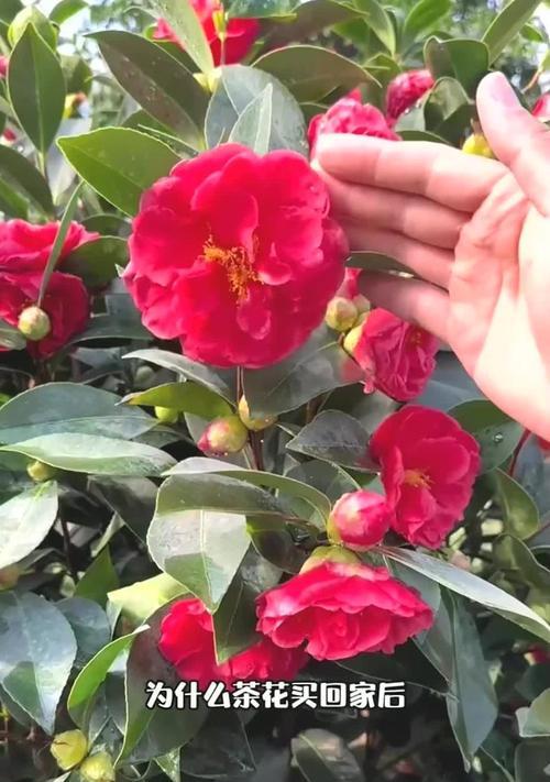 茶花不开花的原因与解决方法（探究茶花不开花的原因，教你有效解决茶花不开花的问题）