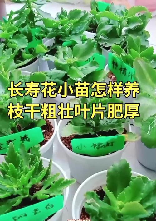长寿花分枝（通过分枝繁殖长寿花，让您的花园更加绚丽多姿）