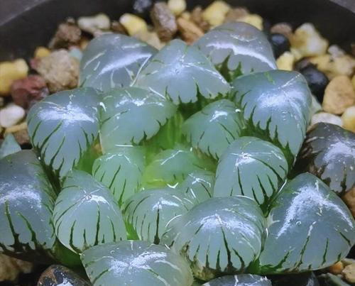 玉露怎么叶插技巧（一种简单有效的玉露繁殖方法）