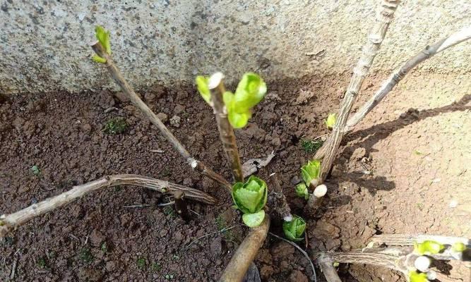 冻伤后的绣球鲜花恢复措施（以绣球鲜花冻伤了，如何有效恢复？）