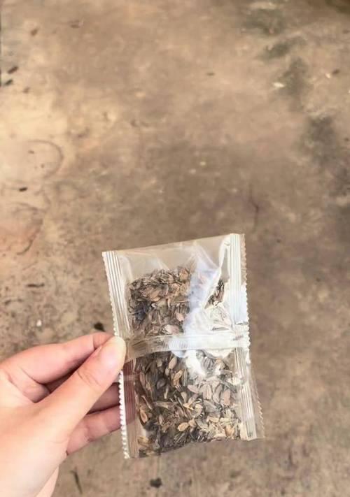 百日草种子的接种方法与技巧（掌握百日草种子的合理接种方式，助力种植成功）