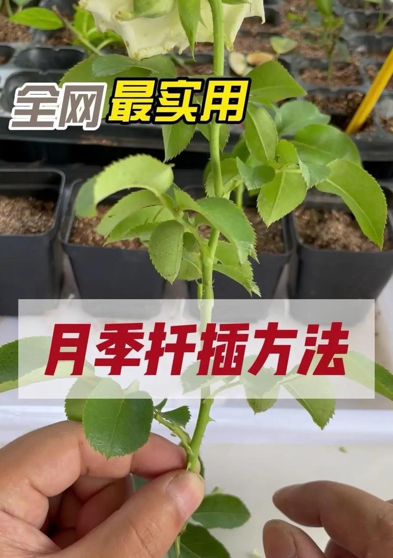 筒叶花月的繁殖技巧（掌握关键步骤，轻松繁衍美丽花月）