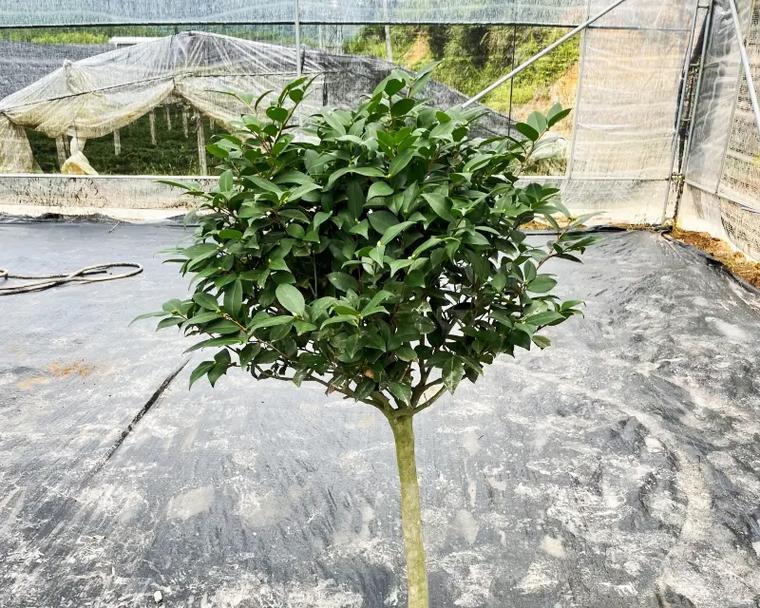 茶花盆栽养殖方法详解（从选苗到施肥，教你打造漂亮茶花盆栽）