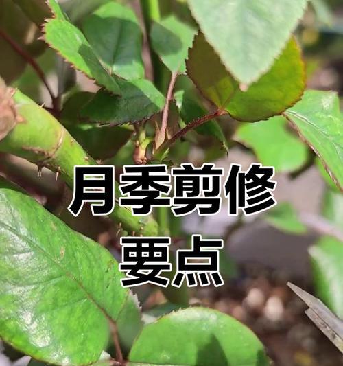 微月修剪指南（打造舒适又美观的微月空间）