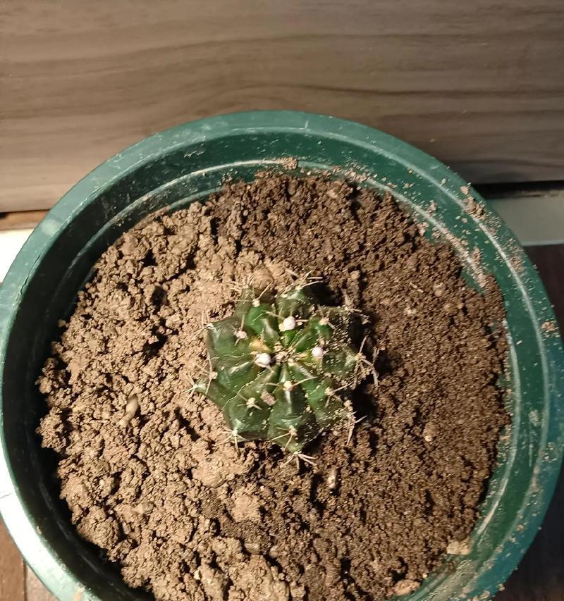 仙人球的栽种与养护指南（让您的仙人球茁壮成长，打造独特室内景观）