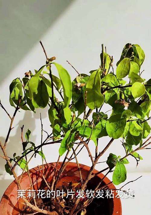 如何救活发蔫的花叶？（解析花叶发蔫的原因以及应对方法）