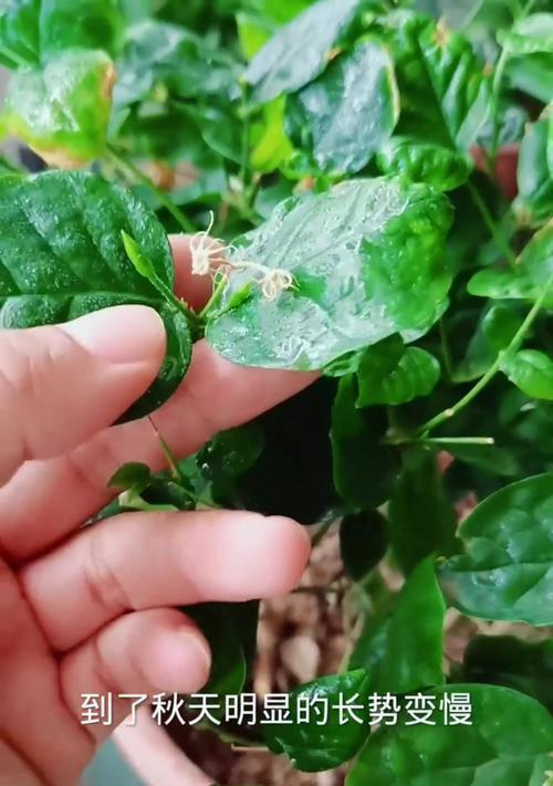 秋天黄叶落满茉莉花，如何处理？（茉莉花秋季叶片变黄，该怎么办？）