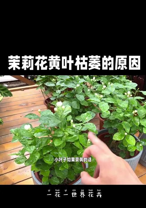 茉莉叶黄如何处理（茉莉叶黄薄原因和处理方法）